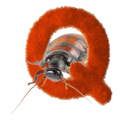 qroach